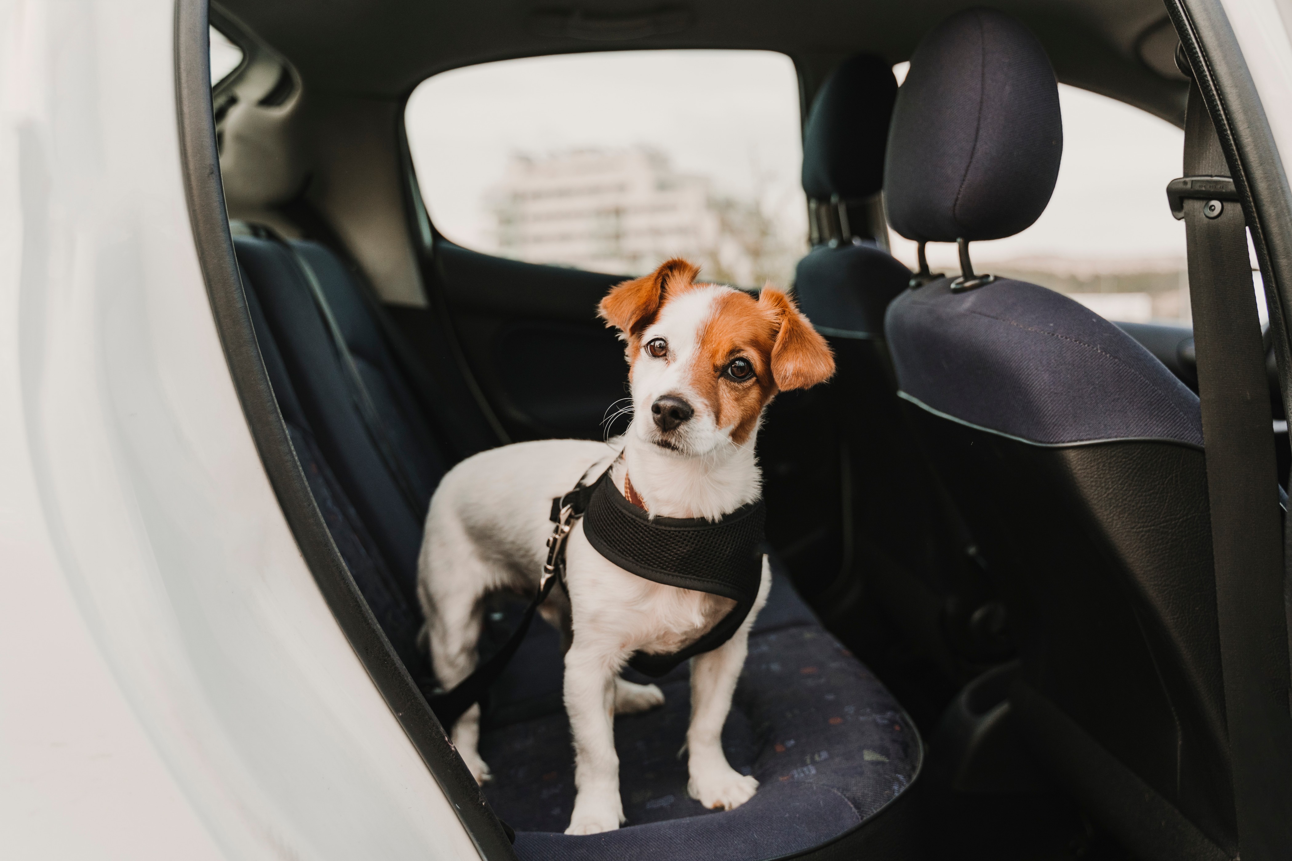 14 Best Pet Accessories for Your Car 2022