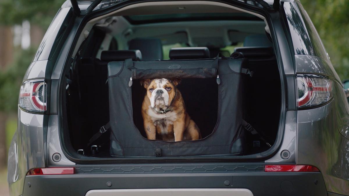 The best cars for dogs Auto Trader UK