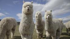 Can You Make Money From Alpaca Farming? Can You Make Money From Alpaca Farming?