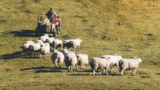 Top 5 Tips for Diversifying Your Farm Top 5 Tips for Diversifying Your Farm