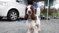 Everything you need to know about taking your dog on a motorhome holiday! Everything you need to know about taking your dog on a motorhome holiday!